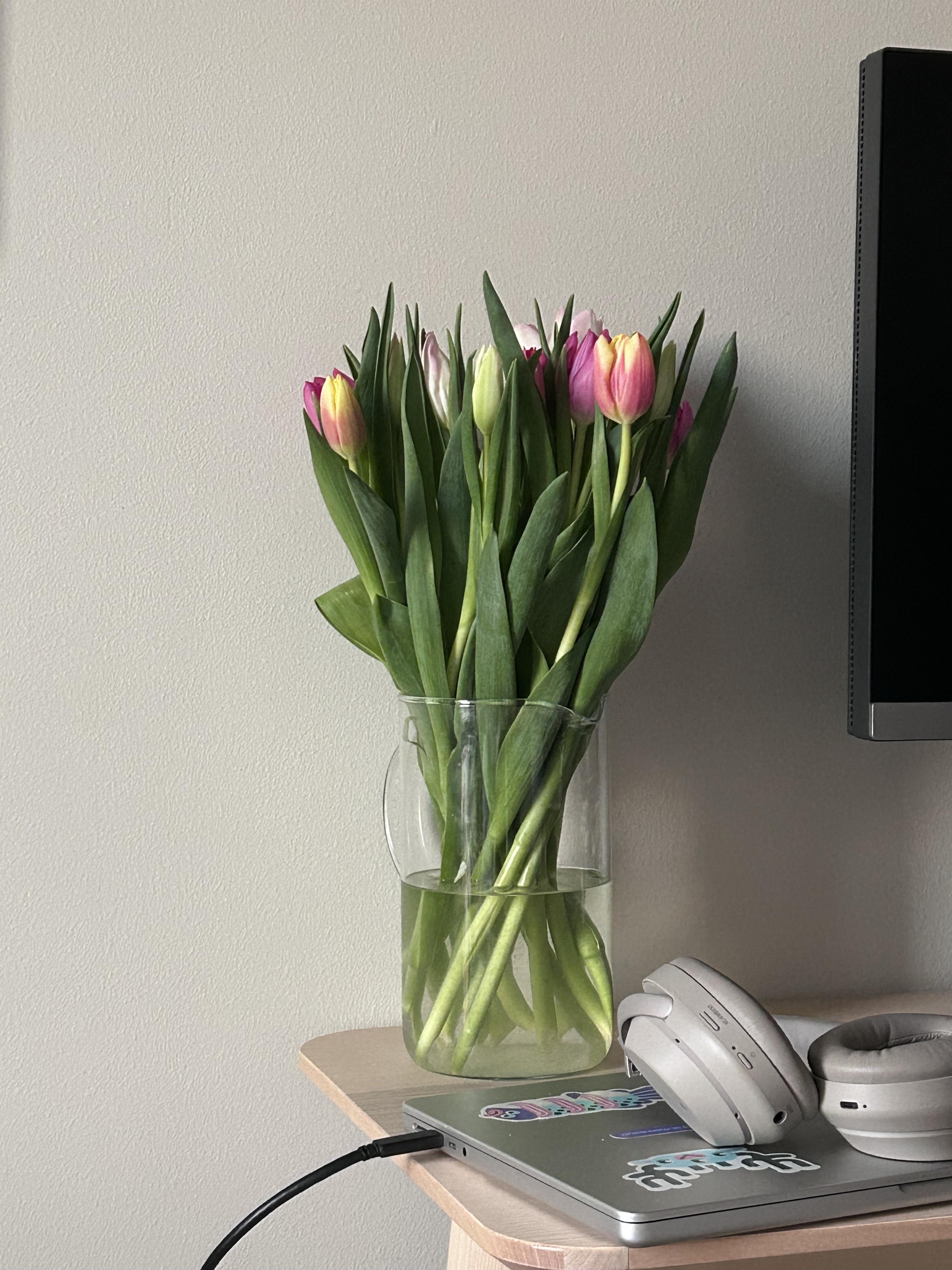 when I woke up the sun was setting and the tulips had blossomed