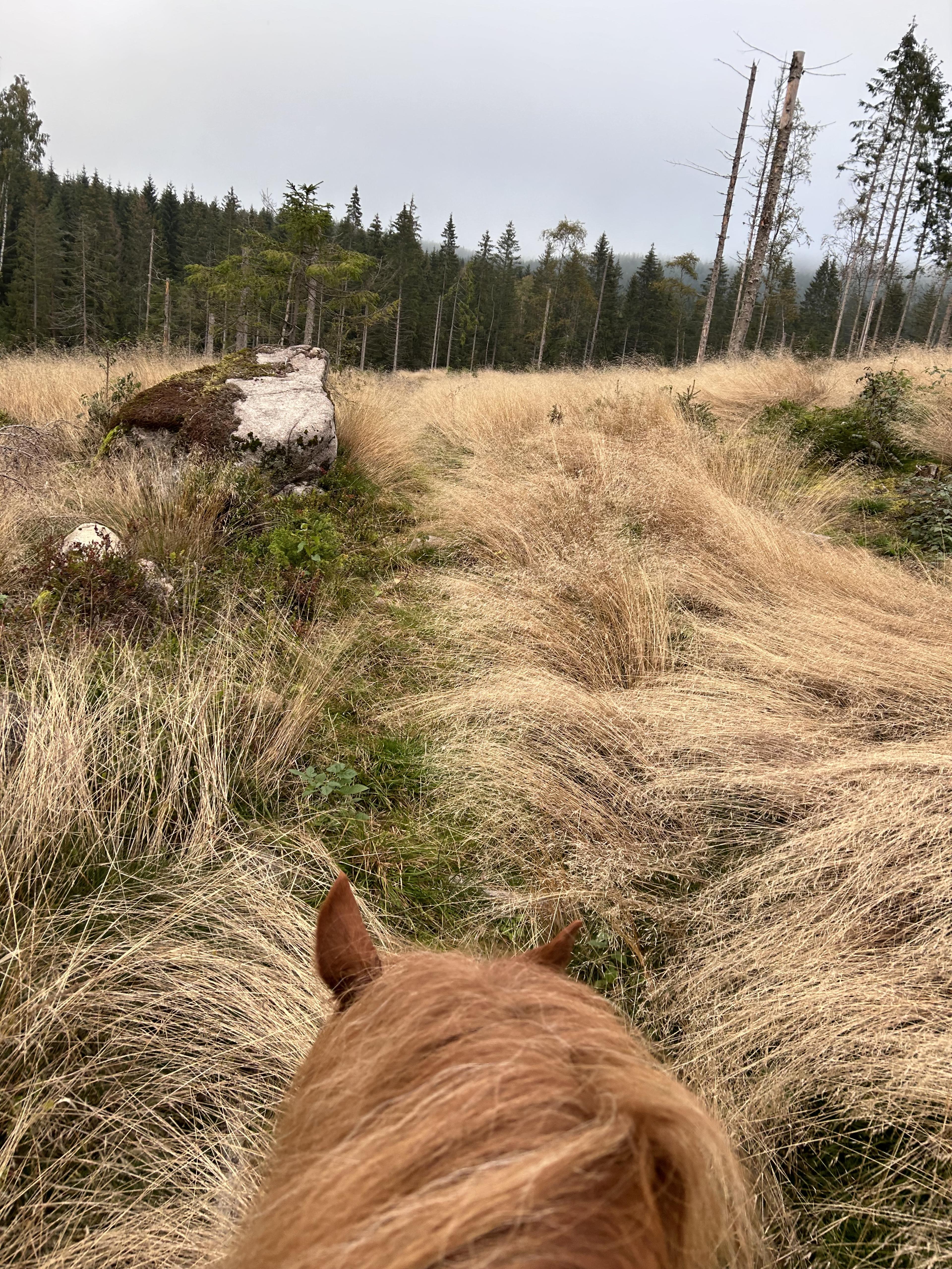 somewhere with a horse