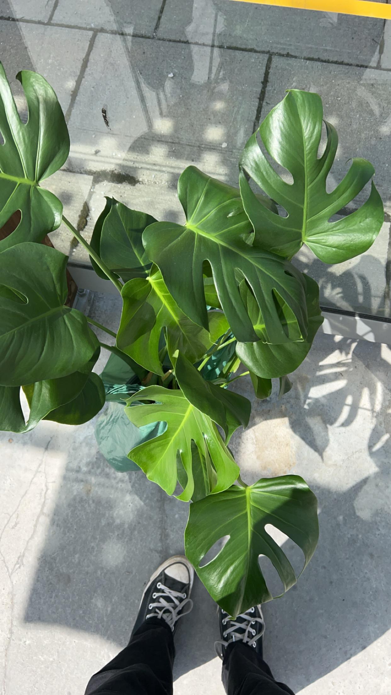 a traveling monstera