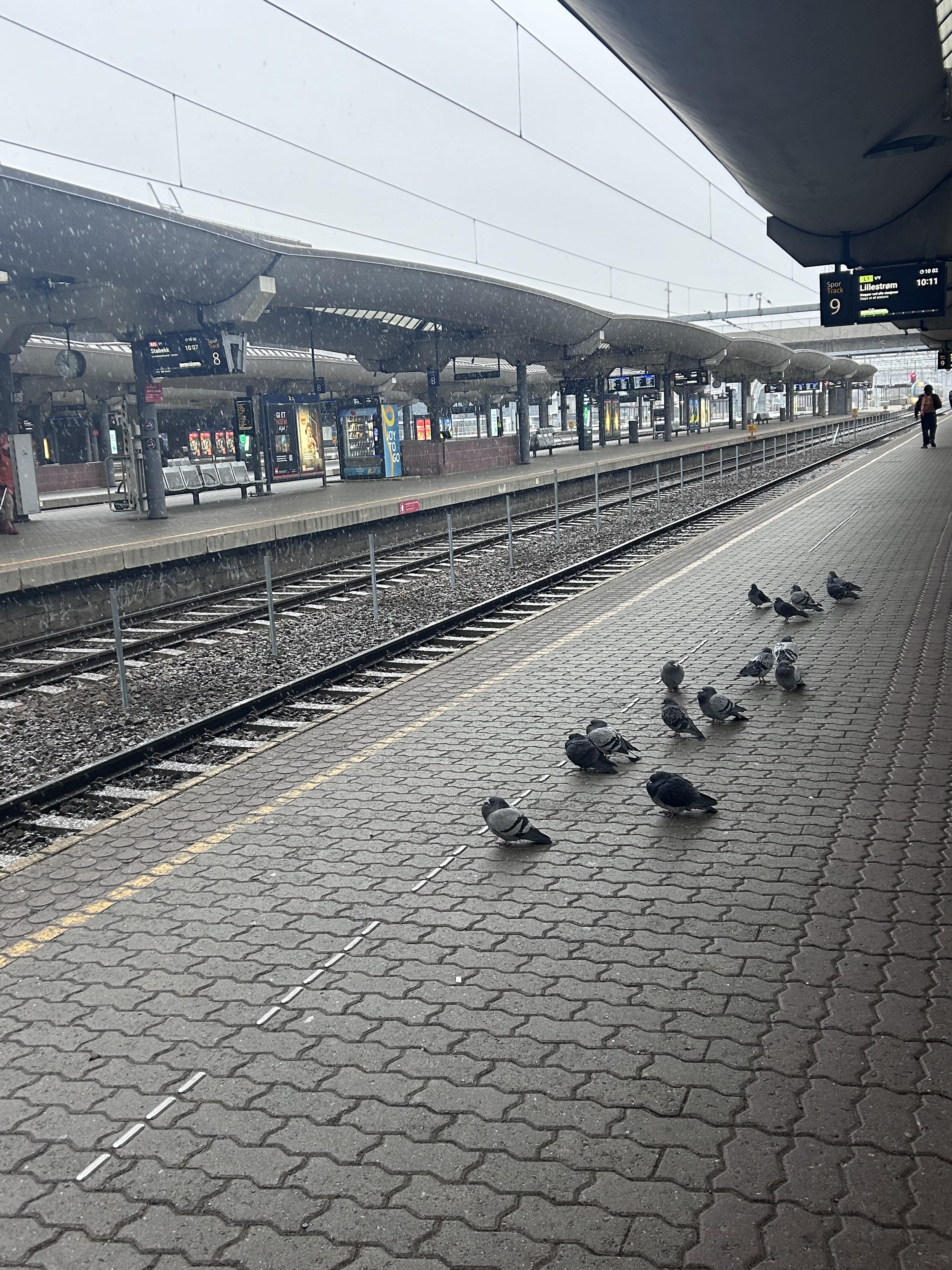birds awaiting a train