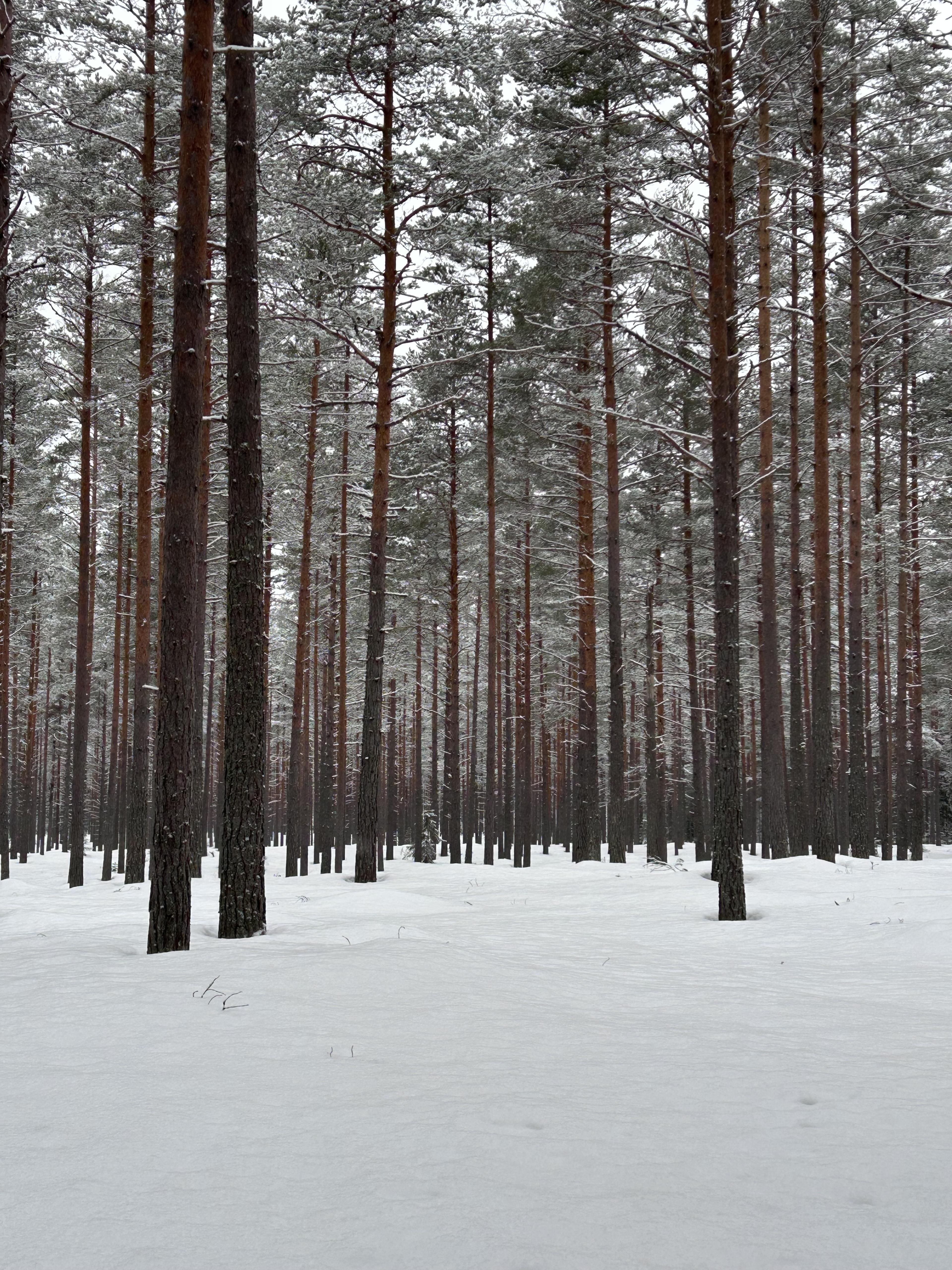 seeds grown into trees