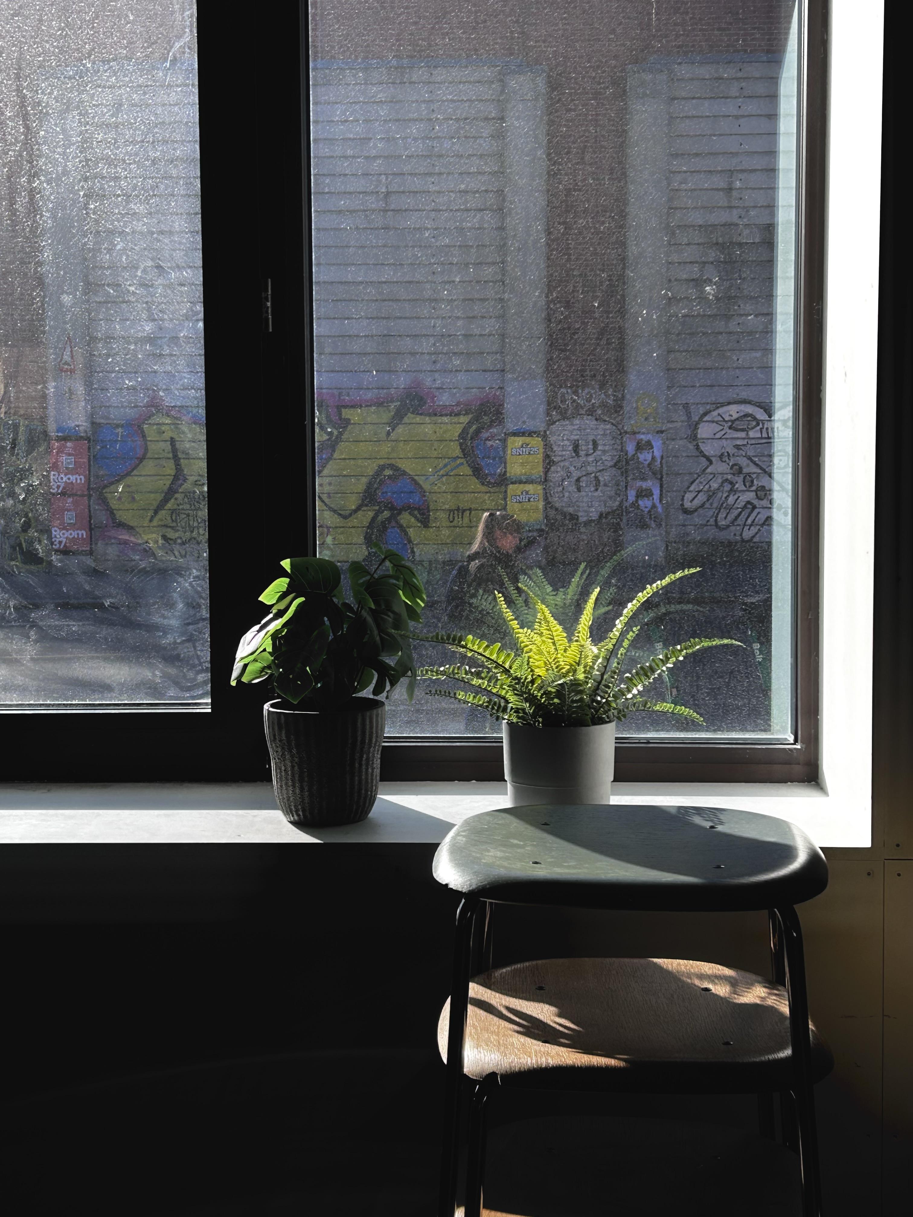 dirty windows & fake plants